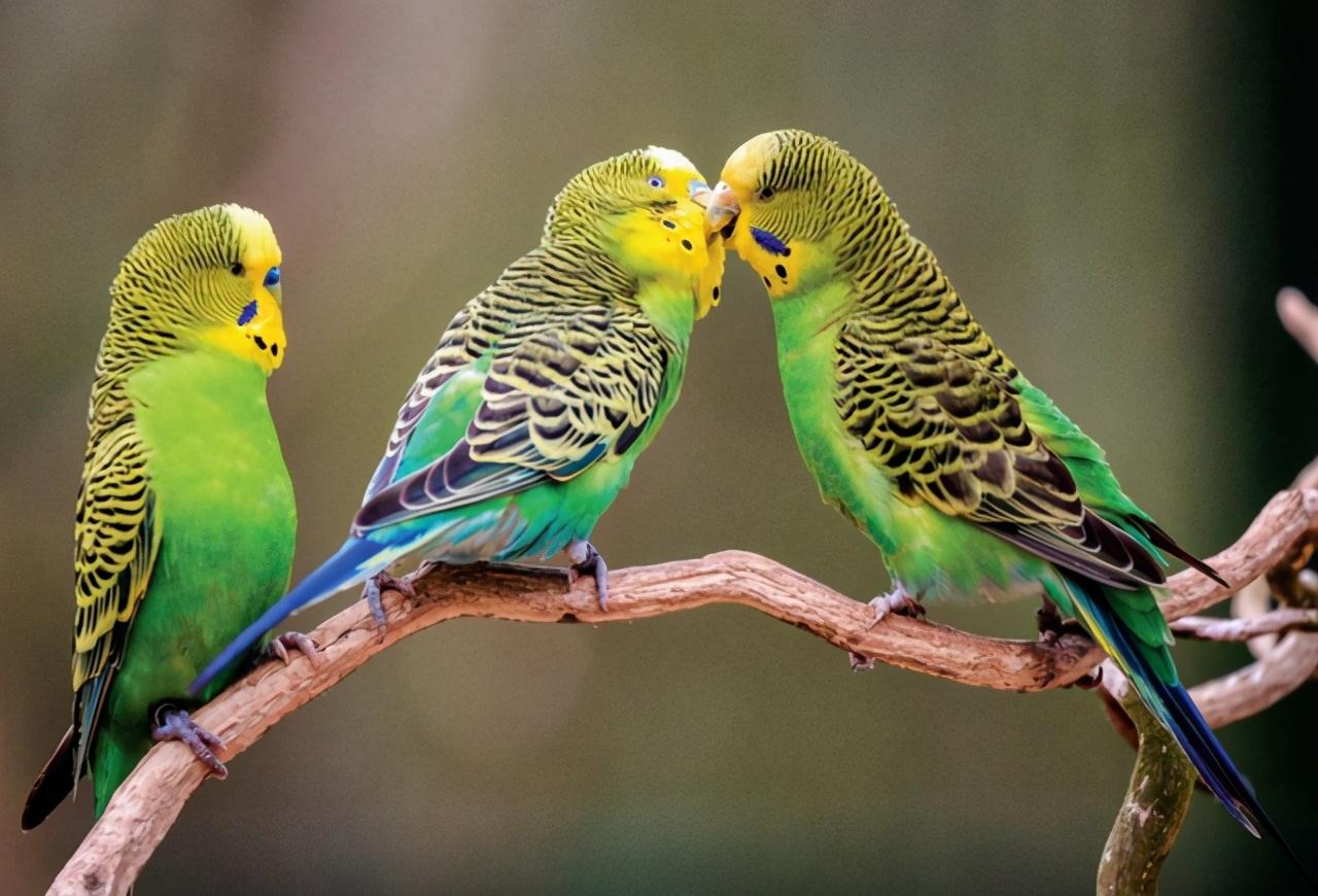 费氏情侣鹦鹉:你了解这种独特鹦鹉的特点吗? 费氏情侣鹦鹉:你了解这种独特鹦鹉的特点吗?