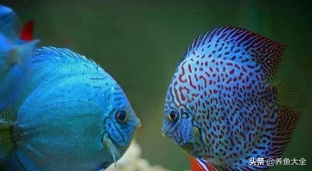 热带鱼生活习性大揭秘:依习性对比饲养难度 热带鱼生活习性大揭秘:依习性对比饲养难度