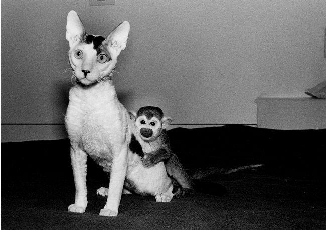 养只宠物猴到底要花多少钱？