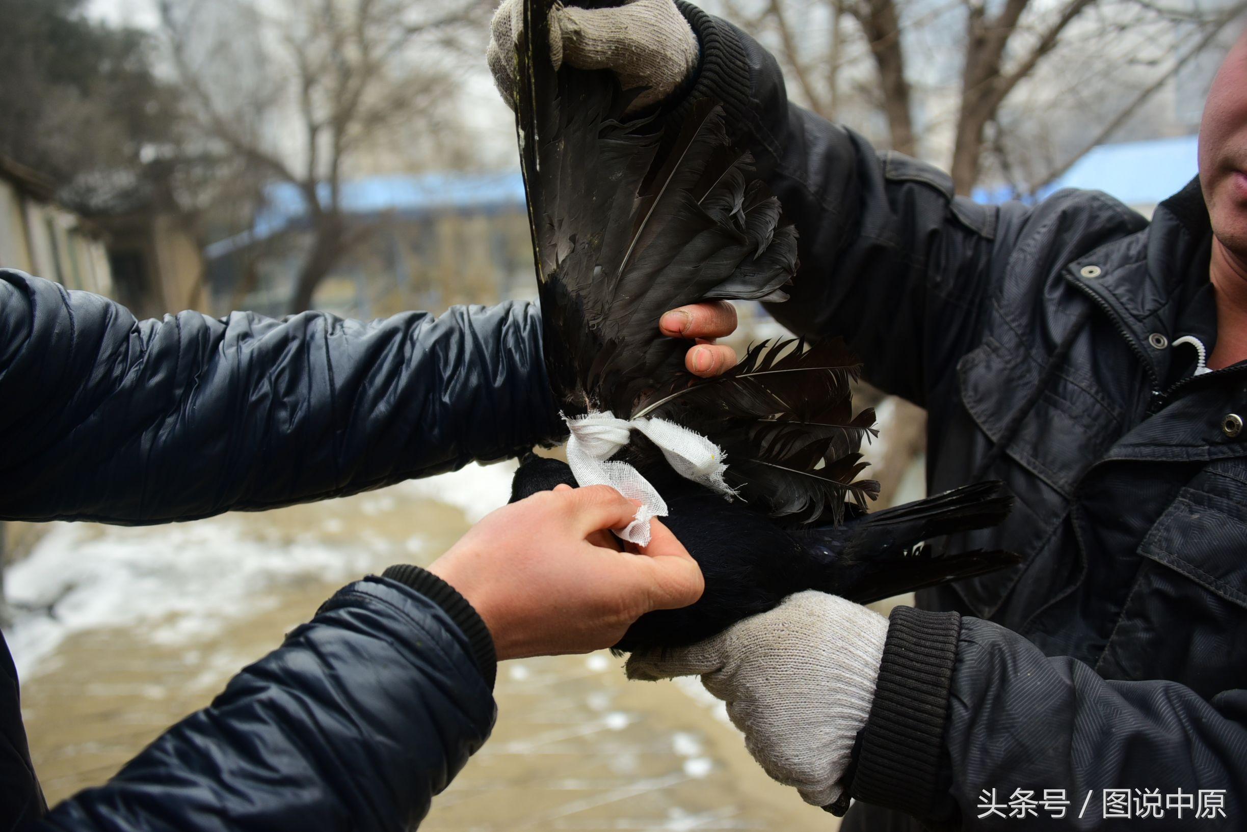 初养鸟者必看：选择容易饲养的鸟类推荐