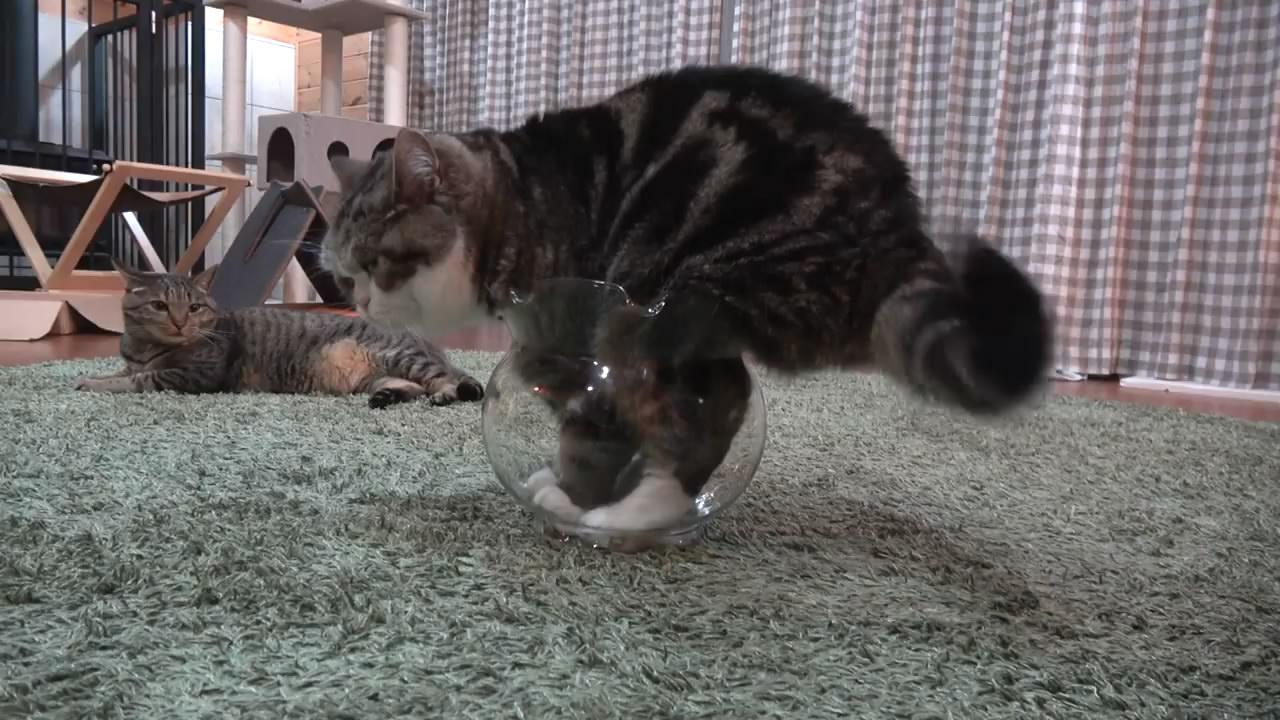 为什么别人的鱼缸亮得像水晶宫，你的却像臭水沟？