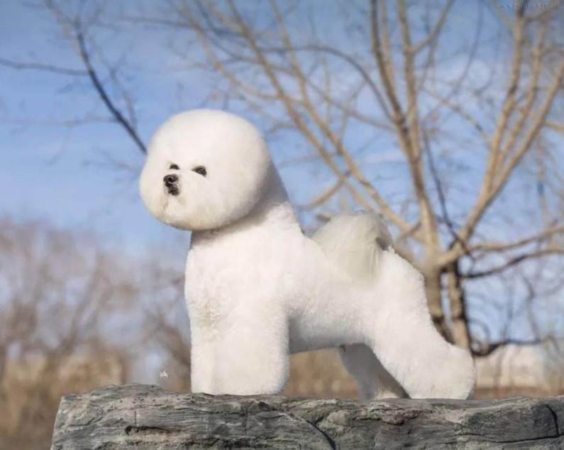 什么样的狗狗最适合成熟独立的女性？