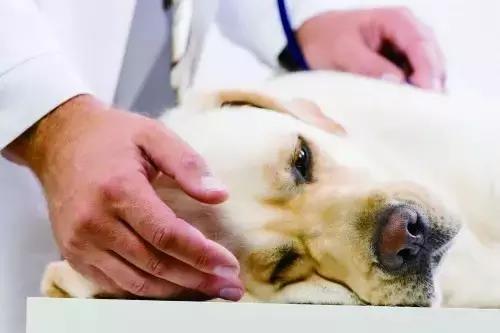 狗狗突然打喷嚏就是感冒了？