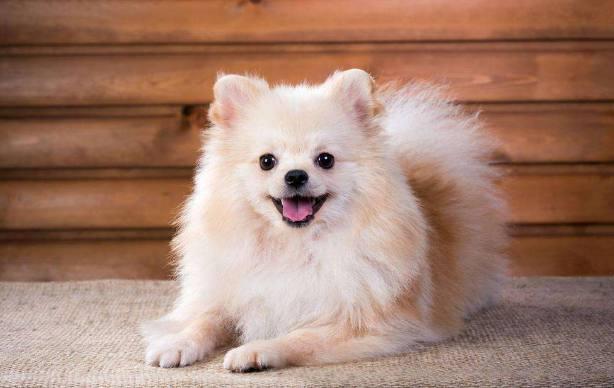 英系博美真的是最适合新手的宠物犬吗？