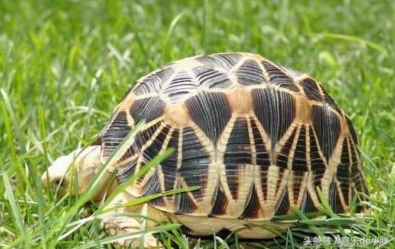 缅甸陆龟真的适合新手养吗？