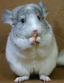 米色龙猫真的适合新手养吗？