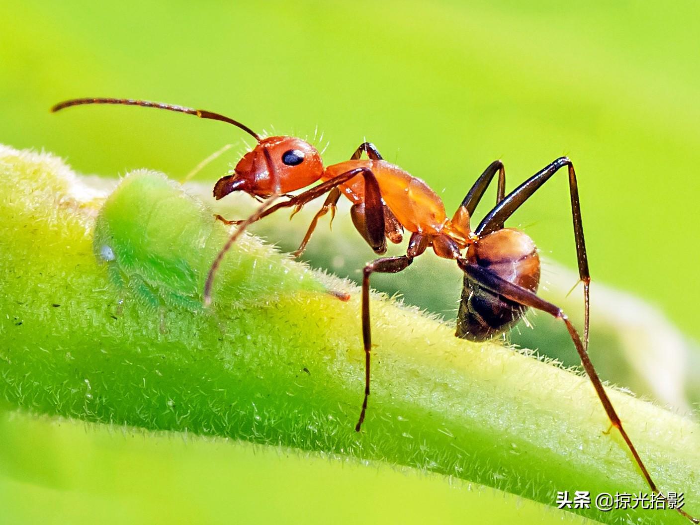 家里发现红蚂蚁能彻底消灭吗？