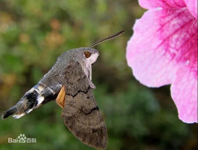蜂鸟科到底有多神奇？