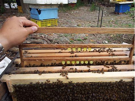 养蜂新手必看：蜂王到底有啥用？