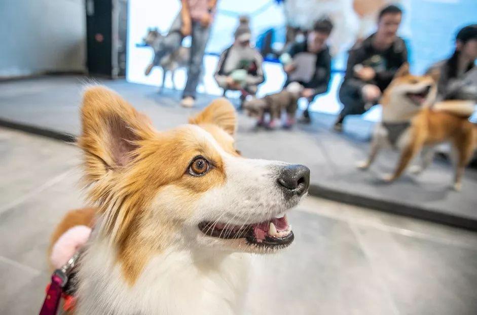 波奇宠物生活全面关爱指南，让爱宠更健康快乐