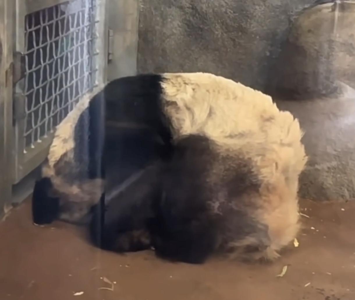 华人论坛 丫丫妈妈衣服 版块到底怎么玩？