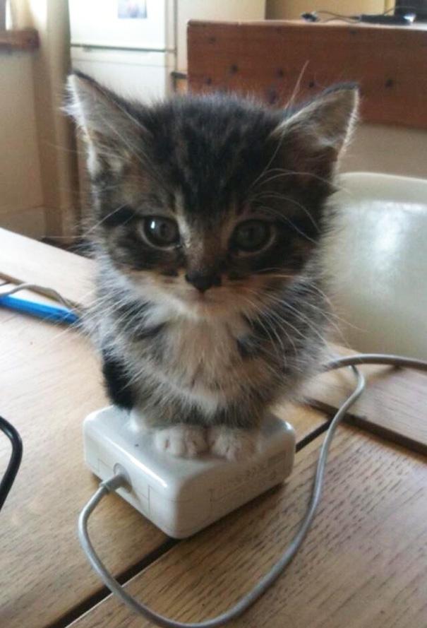 探索蝮蛇的拟态蛇园：全散养生态系统的独特魅力