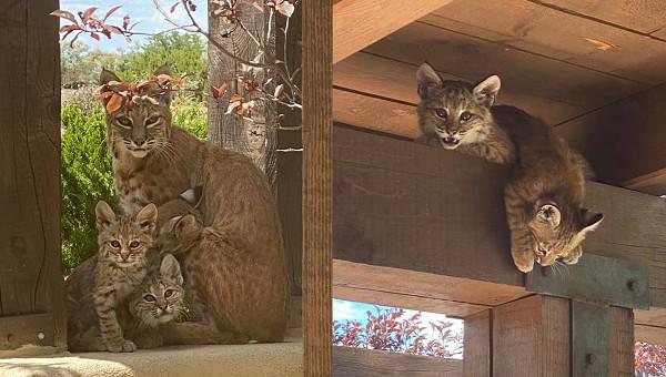 日本截尾猫真的像传说中那么神秘吗？