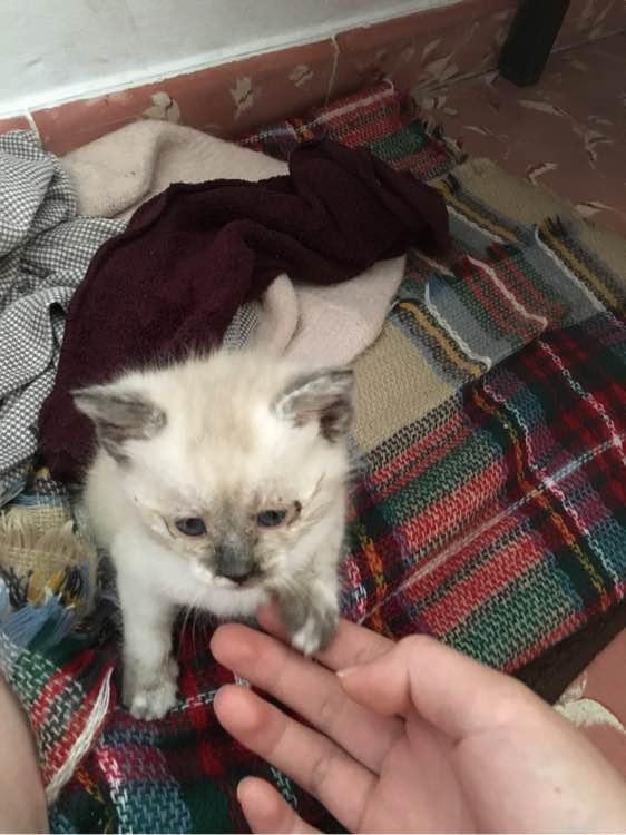 暹罗猫三千块能买到纯种吗? 暹罗猫三千块能买到纯种吗?