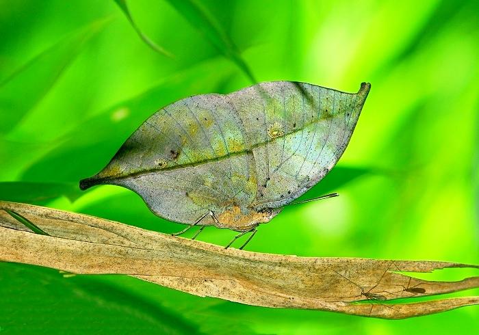 枯叶龟真的能在水里隐身吗？