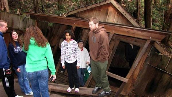 丽纹攀蜥品种详解：全面介绍丽纹攀蜥的种类与特征