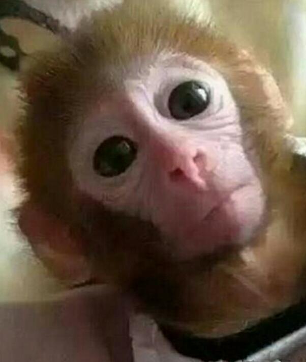 袖珍石猴真的能当宠物养吗？