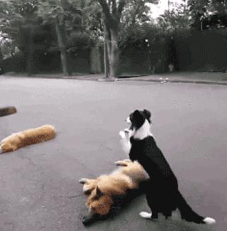 雪纳瑞幼犬照顾指南：刚买回家时需要注意的要点与技巧