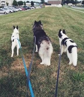 哈士奇真的养不活吗？