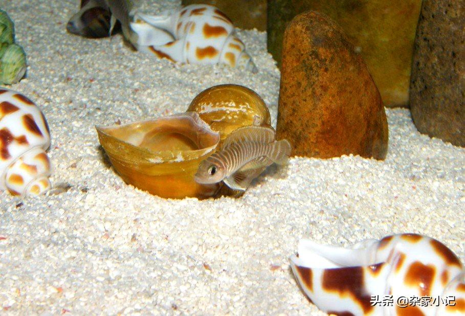 斑马贝饲养真的能让新手轻松入门吗？