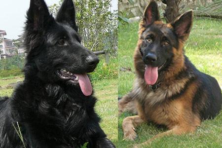 比利时牧羊犬挑选指南：如何选购健康纯种的比利时牧羊犬