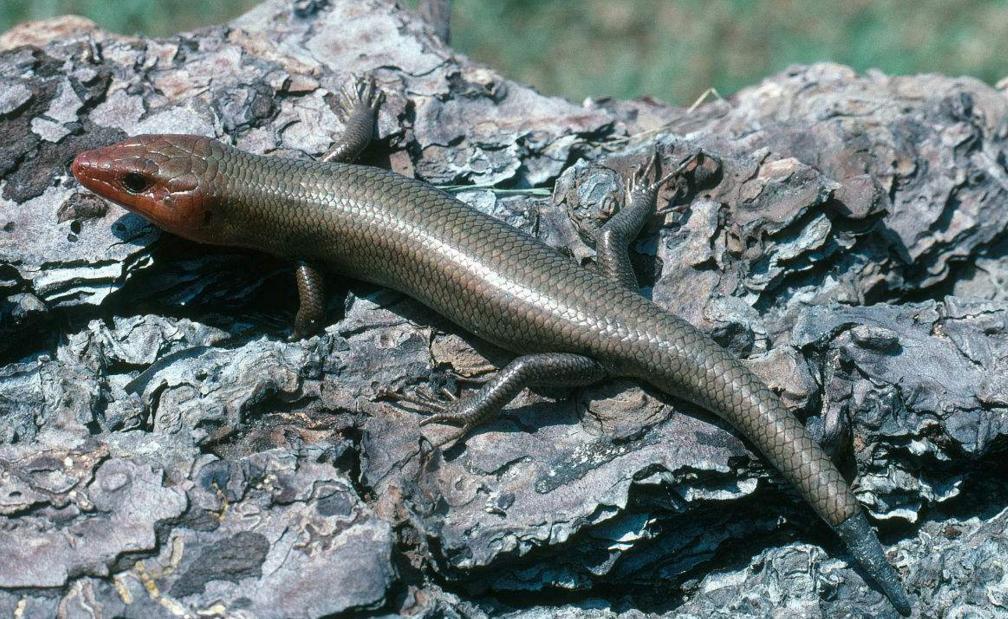 重口味饲主宠物偏好独特：不养猫狗，偏爱蜥蜴蜘蛛