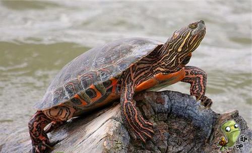 巴西彩龟怎么养才能活过三年？