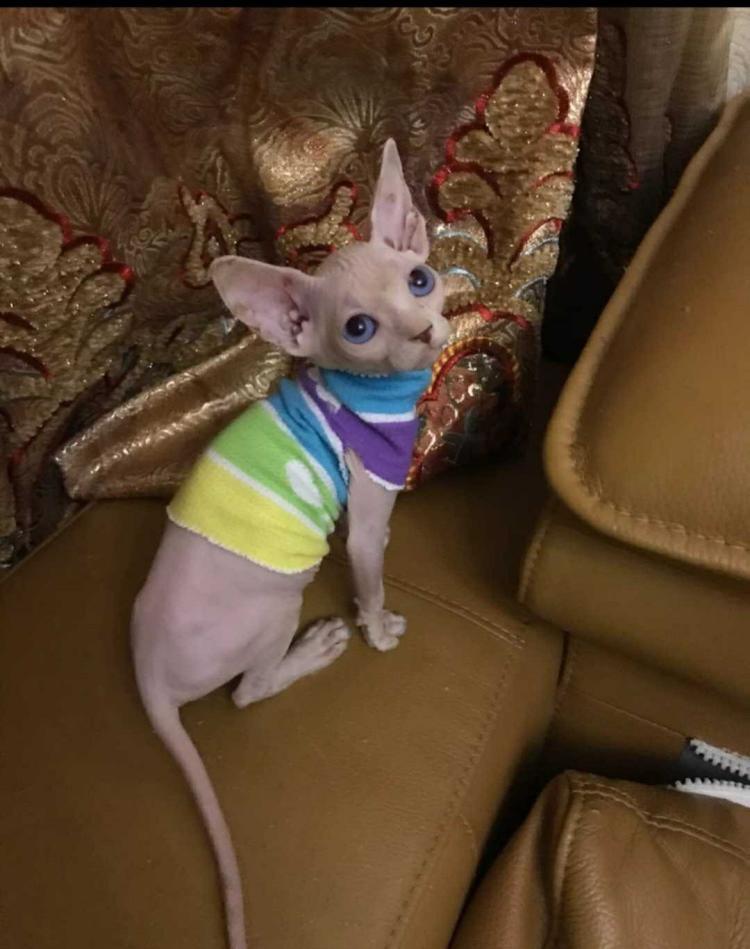 零成本开店？淘宝代销平台真的能月入过万吗？