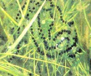 用淡水生鱼喂猫真的会害死毛孩子吗？