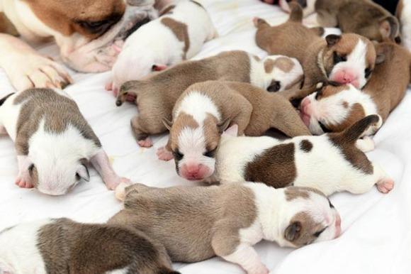 养一只斗牛犬到底要花多少钱？