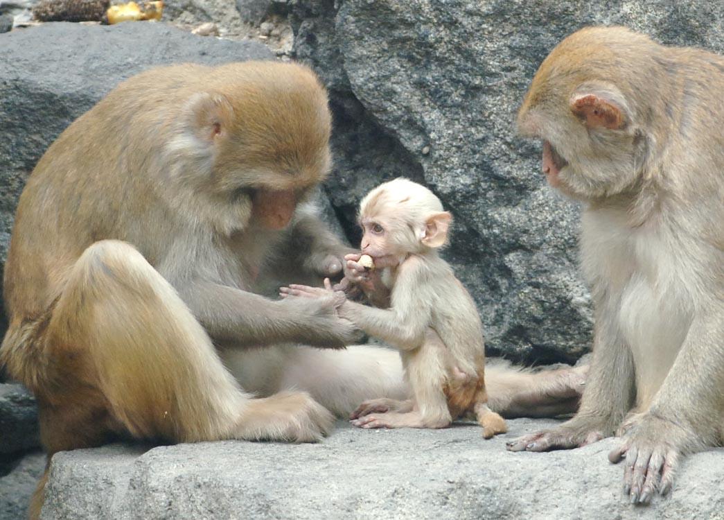 养猴子当宠物真的靠谱吗？