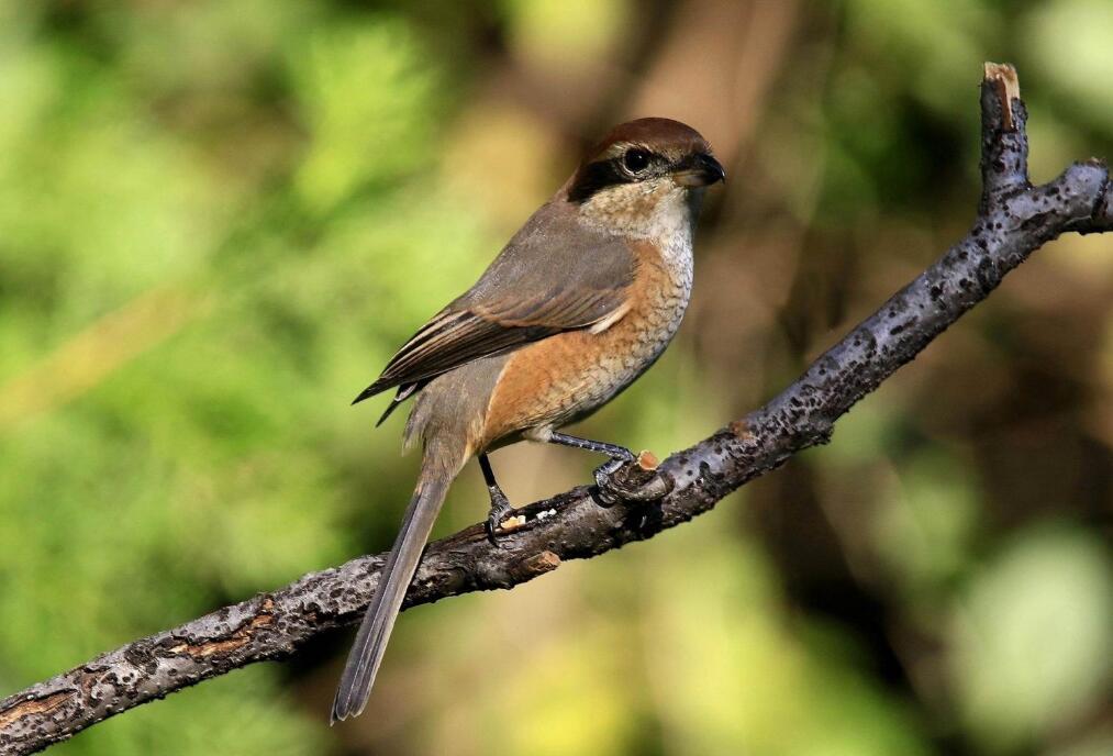 伯劳鸟的饮食习性：主要食物是昆虫和害虫