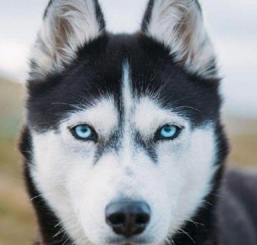 你家养的哈士奇真的能变成狼吗？