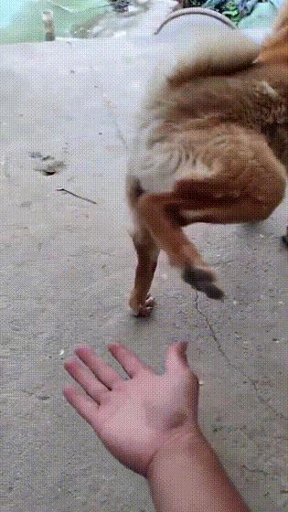 你家狗子为啥总爱啃拖鞋？