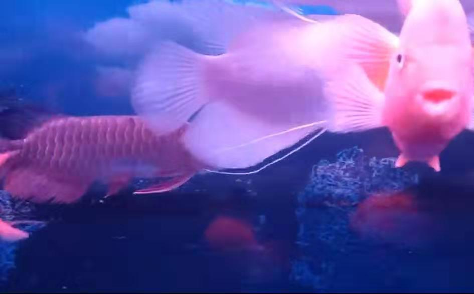 鱼缸里突然冒出的绿色黏液到底是什么鬼？