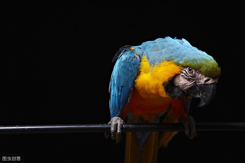 红腹金刚鹦鹉真的适合新手养吗？