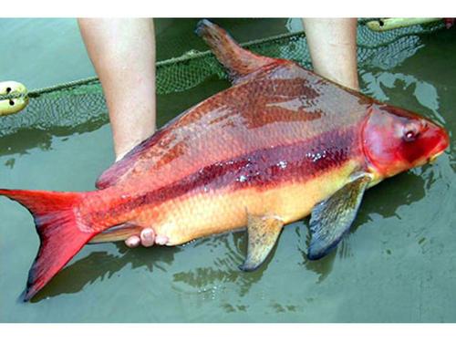 俗人岛华人论坛到底怎么玩？新手必看完整指南！