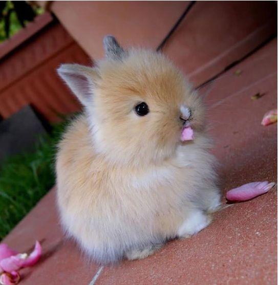 养兔子真的像看起来那么简单吗？