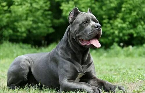 狗狗服从训练招式分解：从基础到高级的详细指南