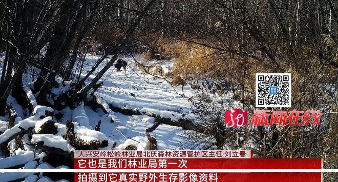 宠物貂能长多大？一般体长为35 - 40厘米你知道吗