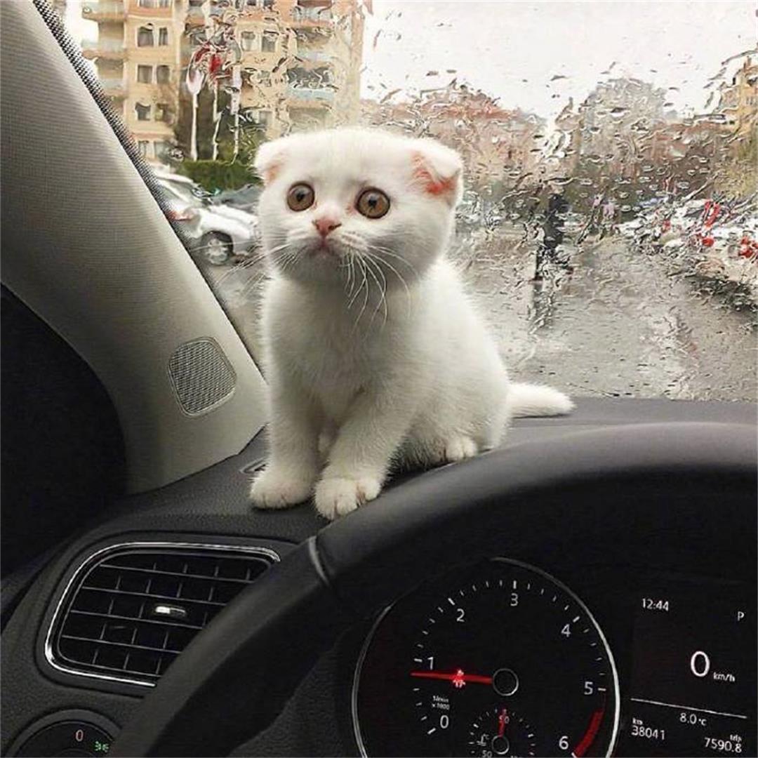 新手玩Tusiji为啥总被虐得怀疑人生？