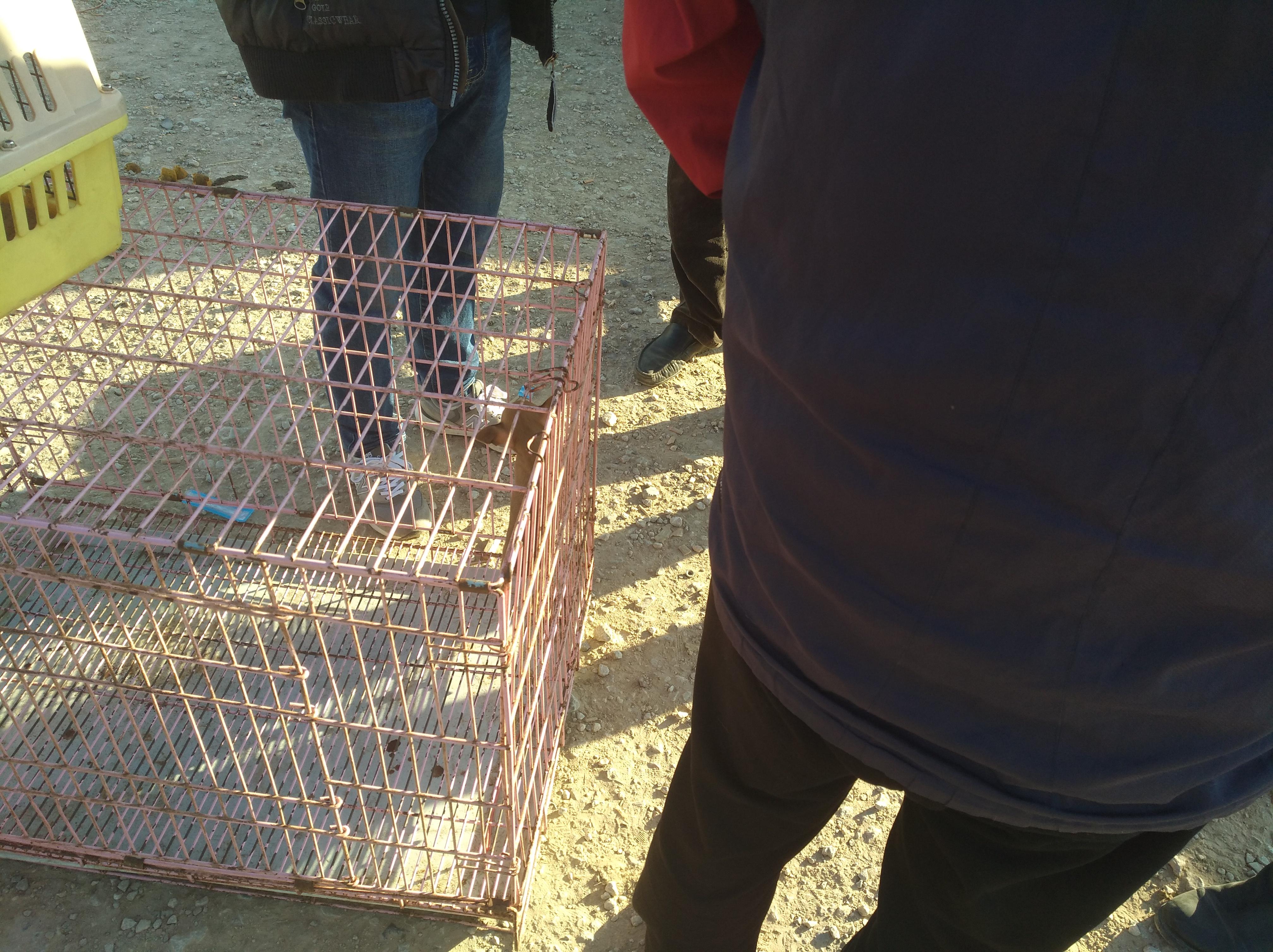 养迷你杜宾犬前必须知道的7件事？