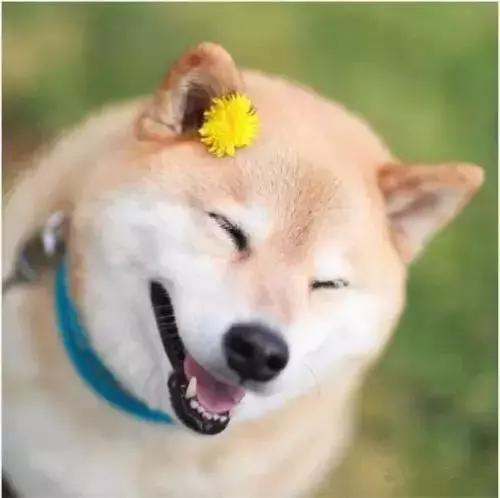 寻找萨路基犬的购买地点？推荐高档大型宠物店