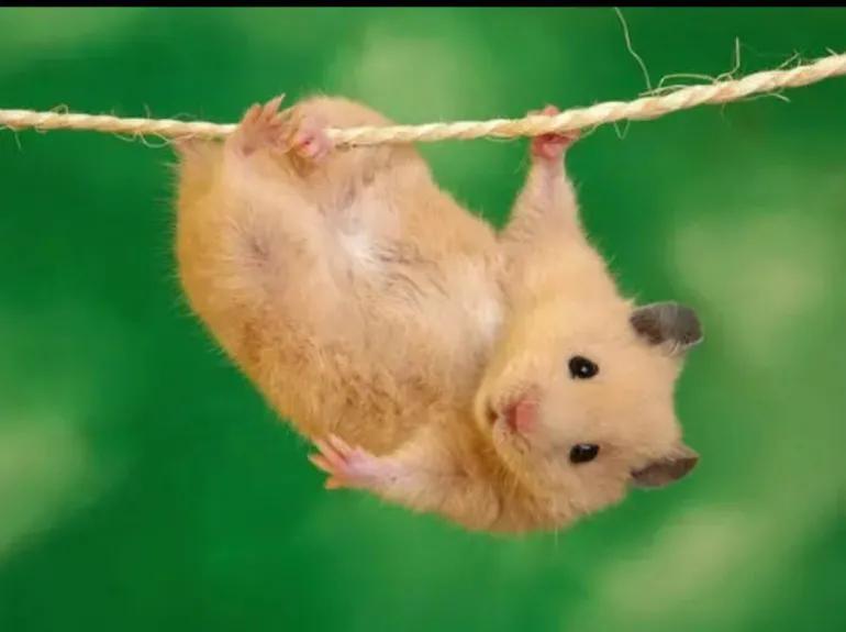 属蛇人和这四个属相真的犯冲吗？