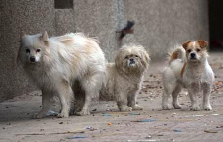 萨摩耶怎么养?全面指南教你如何正确饲养萨摩耶犬 萨摩耶怎么养?全面指南教你如何正确饲养萨摩耶犬