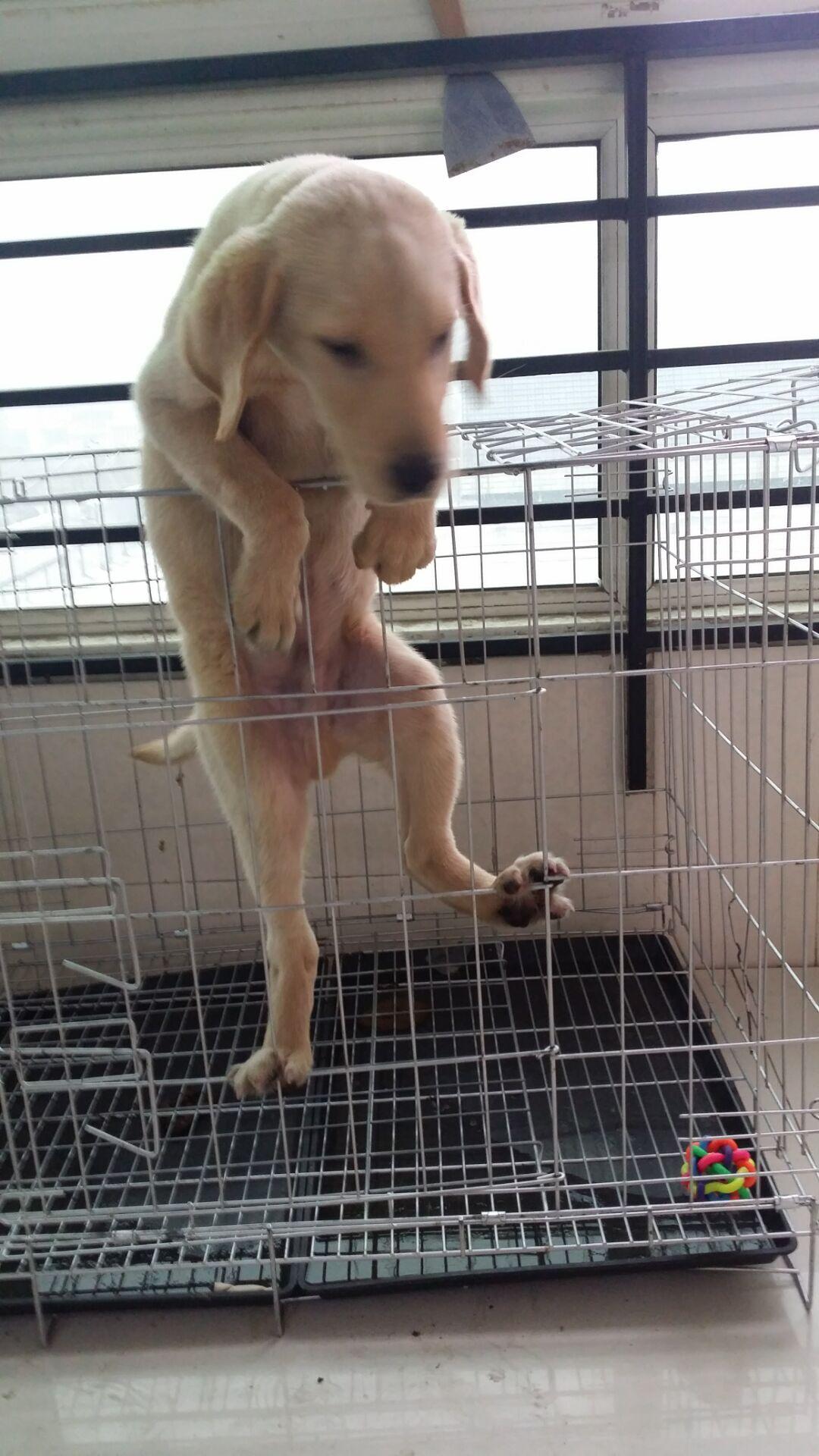 狗狗呕吐拉稀？如何用试纸快速检测犬瘟热？