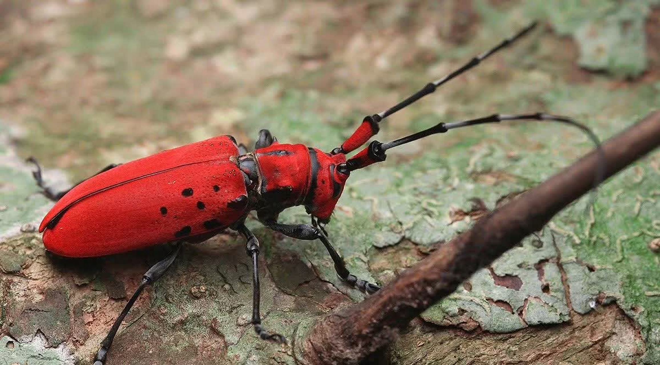 如何快速搞到赤红甲？这里有超实用方法