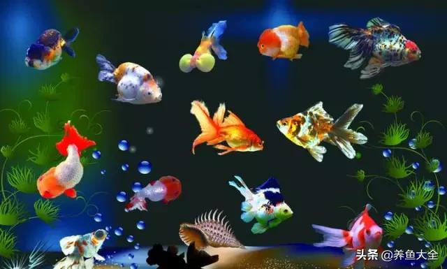 避免金鱼死亡的10个养殖好方法，让你的金鱼健康长寿