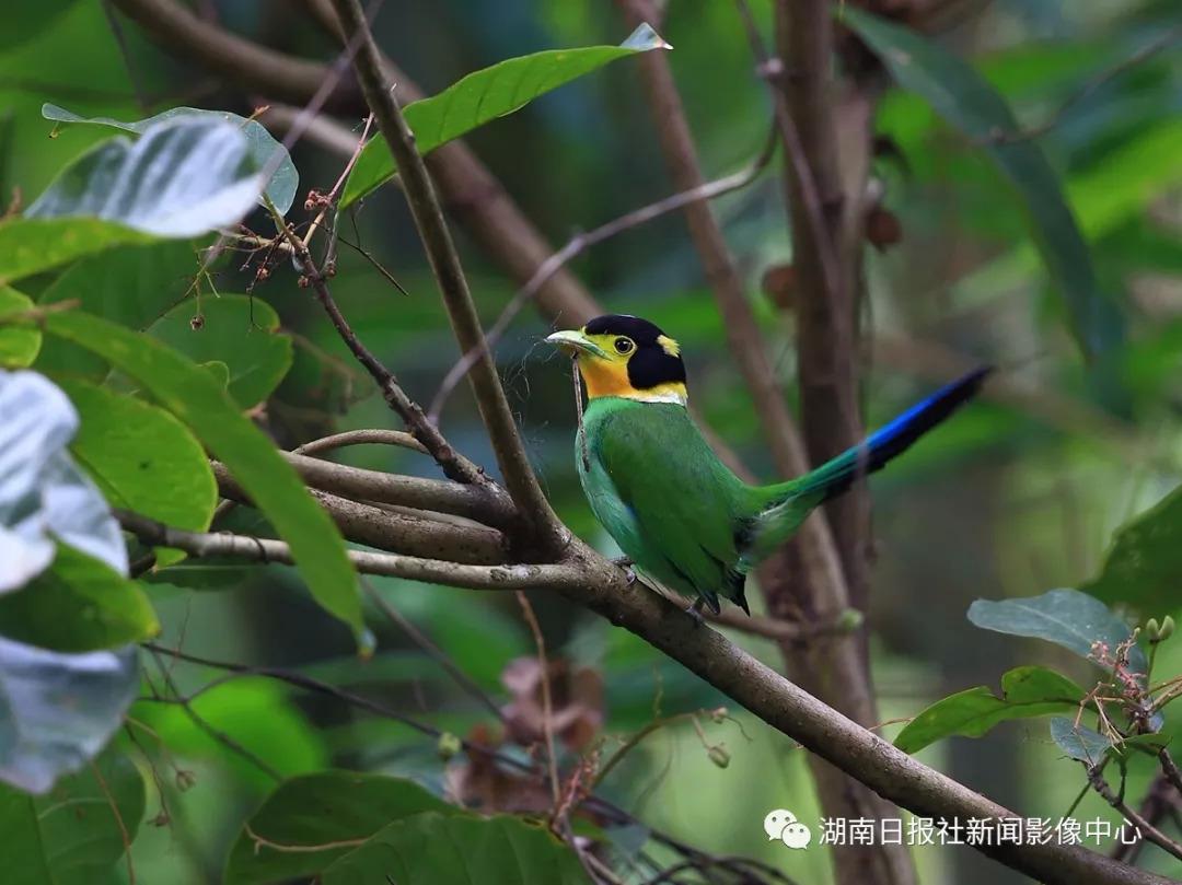 蓝背八色鸫到底有多难养？