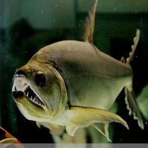 热带观赏鱼种类大全：了解不同观赏鱼的种类与特点